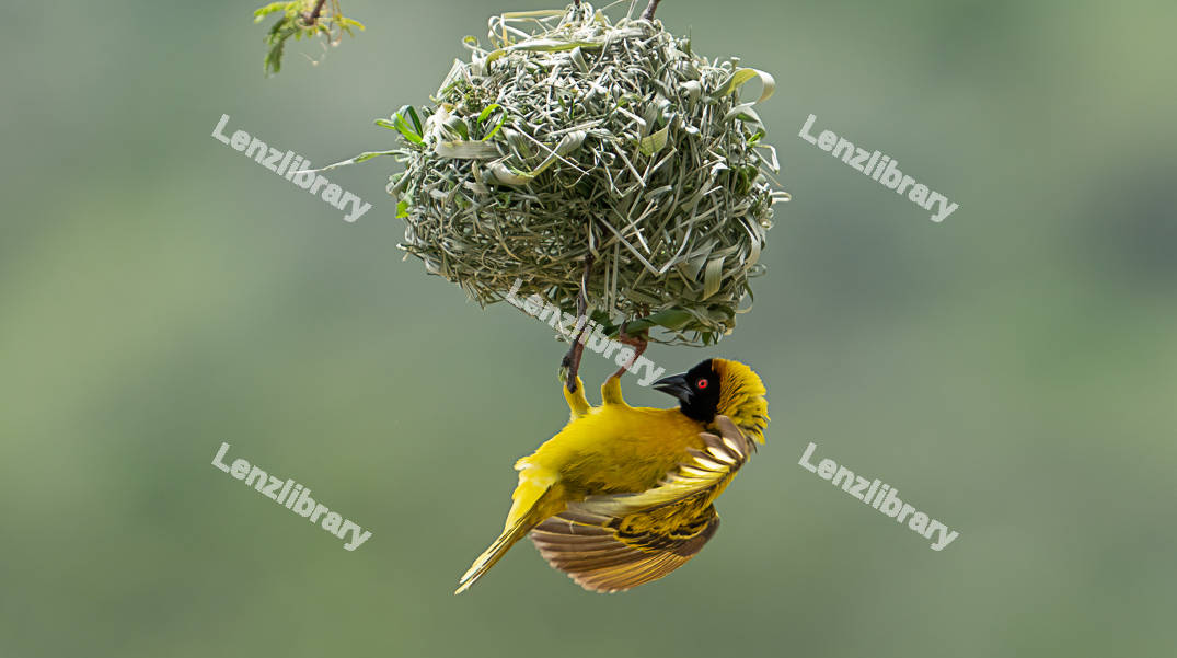 Village Weaver